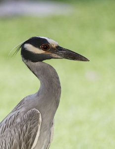 Yellow crowned night heron