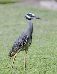 Yellow crowned night heron