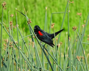 Bi-colored Red-winged Blackbird