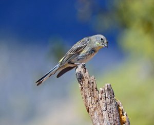 Audubon's Warbler (non-breeding)
