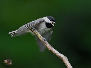 Carolina Chickadee juvenile