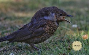 Injured blackbird again