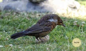 Injured blackbird yet again on fatball