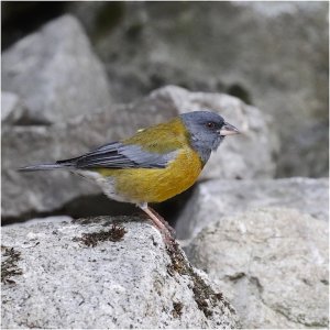 Peruvian Sierra-Finch (male)