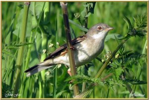 Whitethroat