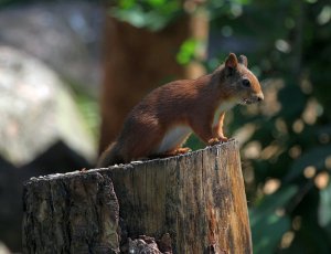 red squirel