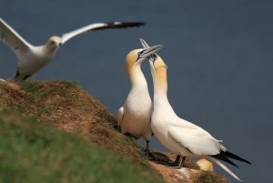 Gannets at Bempton Cliffs