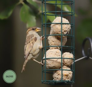 Sparrow on feeder