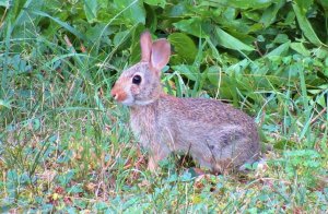 Young Bunny