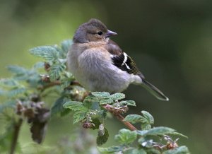 chaffinch