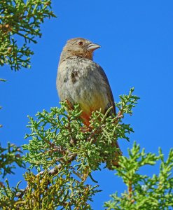 Canyon Towhee