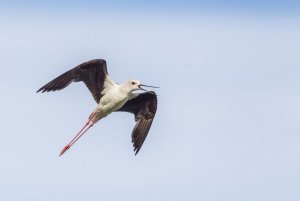 Black-winged Stilt