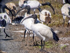 Sacred Ibis