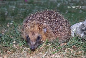 Hedgehog late night visitor to the feeder