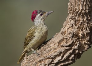 Fine-spotted Woodpecker