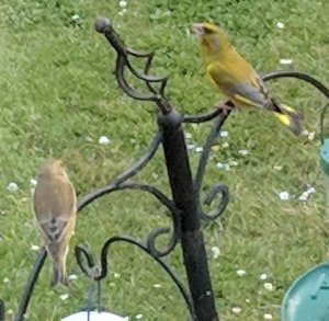 Pair of Greenfinch