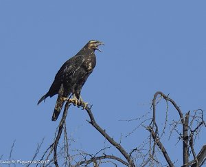 Black-chested buzzard-eagle