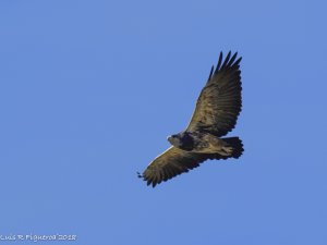 Black-chested buzzard-eagle