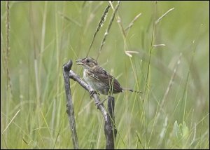 Seaside Sparrow (juvenile)