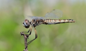 Black Pennant