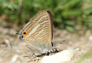 Long-tailed Blue (or Pea Blue)