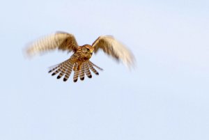 Kestrel in "Holy Spirit