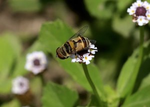 Flower Fly