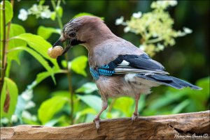 Eurasian Blue Jay