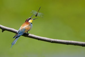 European bee-eater