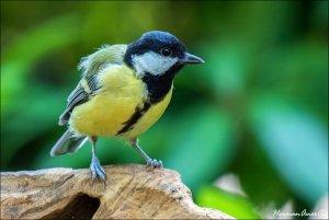 Great Tit