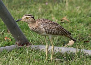Double - striped Thick - knee
