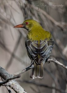 Olive-backed Oriole