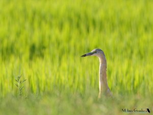 squacco heron witch new 1D Mark IV