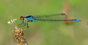 Small Red-eyed Damselfly