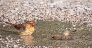Two birds bathing