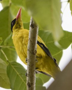 Black-naped Oriole