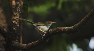 Common Tailorbird