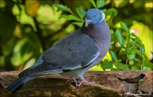 Common Wood Pigeon