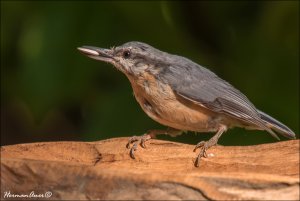 Juvenile Nuthatch