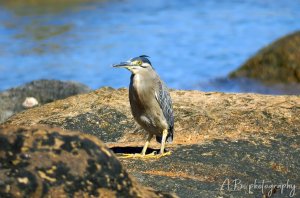 Crested Heron