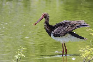 Black Stork