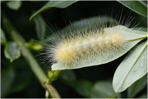 Yellow Bear Caterpillar