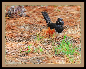 Eastern Towhee