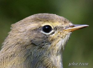 chiffchaff