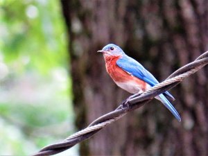 Bluebird on a wire