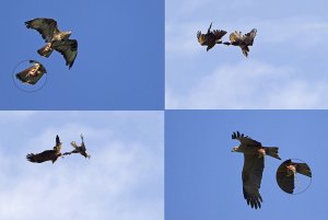 Black kite vs. Buzzard