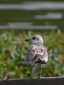 Common Gull juvenile