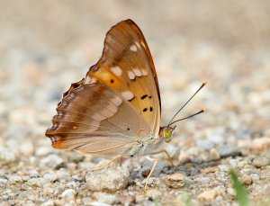 Freyer's Purple Emperor