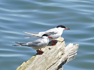 2 common terns