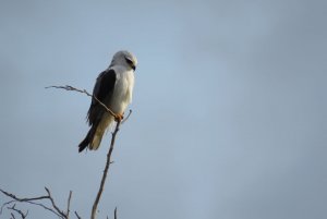 Black-winged Kite.